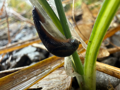 Vermutlich eine Arion art auch auf Allium 'Red Mohican'