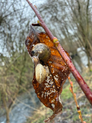 Kantige Laubschnecke auf Salix Caprea 'mas'