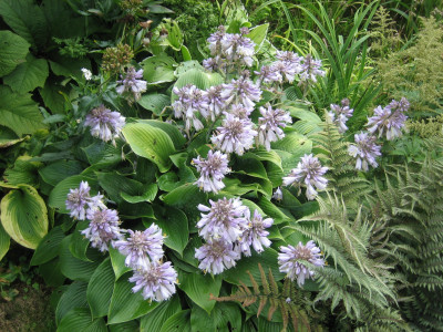 Hosta 'Halcyon'_7157.jpeg