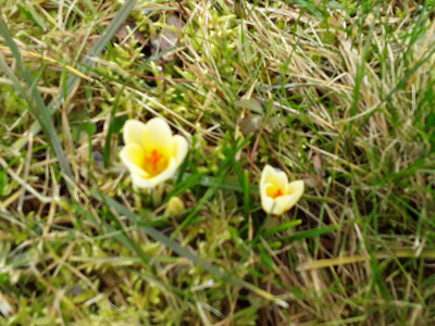 Frühlingskrokusse
