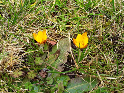 Crocus NoName