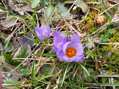 Crocus tommasianus