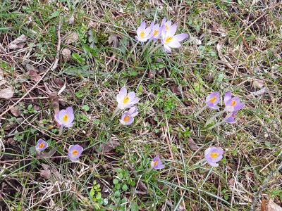 Crocus tommasianus