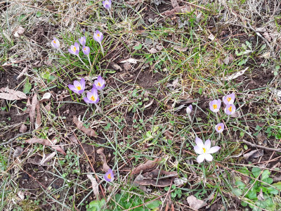 Crocus tommasianus