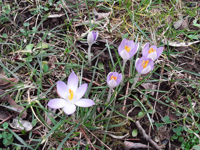 Crocus tommasianus