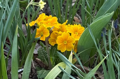 IMG_6115.jpeg