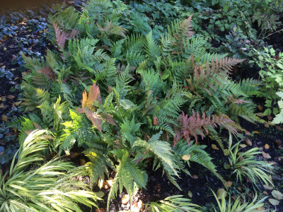 Dryopteris erythrosora eventuell.jpg