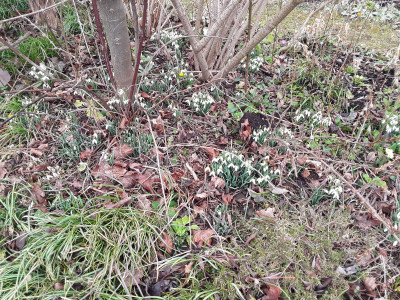Diverse Galanthus