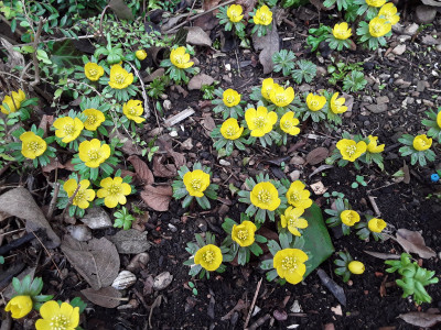Eranthis hyemalis