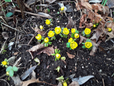 Eranthis hyemalis
