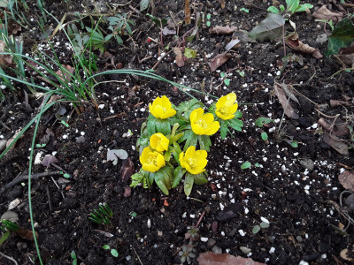 Eranthis hyemalis