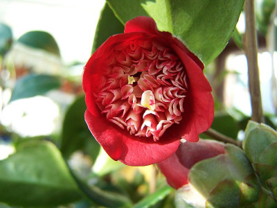 100_1671_Camellia_japonica_LipStick____800.jpg