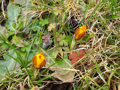 Crocus Fuscotinctus