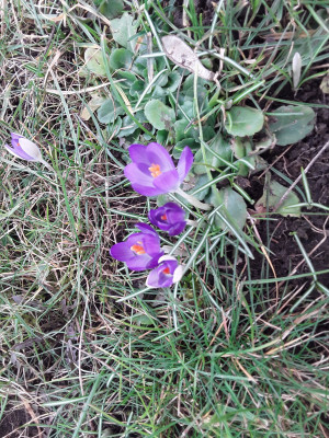 Crocus tommasianus