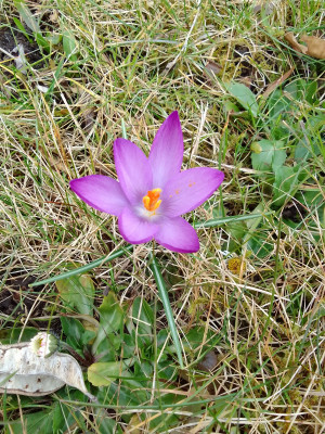 Crocus tommasianus
