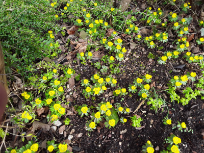 Eranthis hyemalis