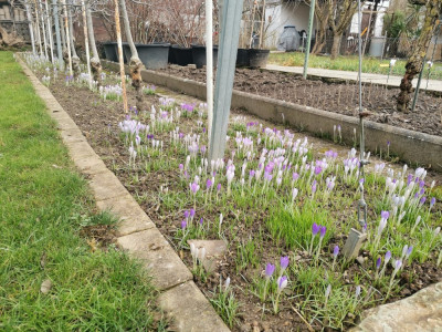 Crocus 20260213.jpeg