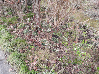 Diverse Galanthus