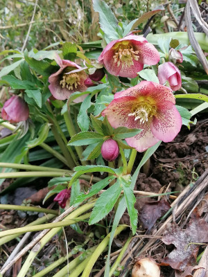 IMG_20260214_131529.jpg