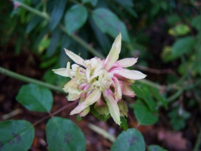 Weihnachten2008_Viridiflora.jpg