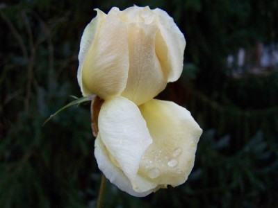 Weihnachten2008_Rokoko.jpg