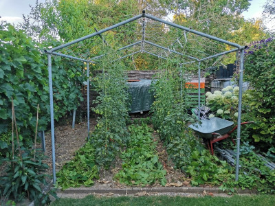 Tomaten 20230705.jpeg