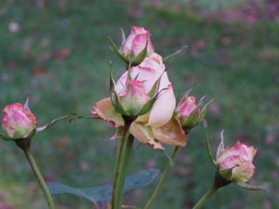 Weihnachten2008_Augusta.jpg