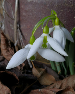 G. elwesii