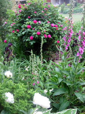 05 Bowl of Cream, Digitalis, Rose de Resht_5206_r1.JPG