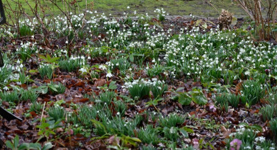 Fruehling-Feb1226_006_03.JPG