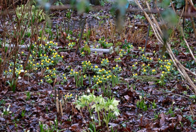 Fruehling-Feb1226_014_02.JPG