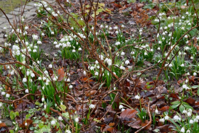 Fruehling-Feb1226_017_04.JPG
