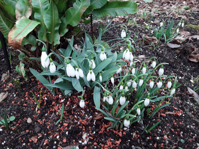 Galanthus elwesii