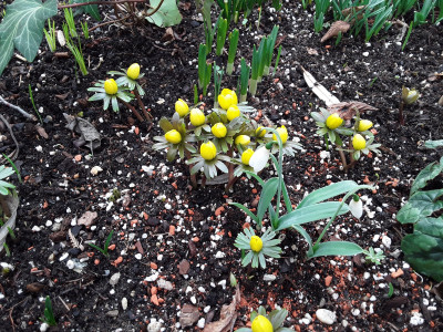 Eranthis hyemalis