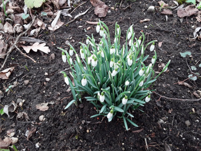 Galanthus nivalis