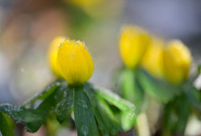 Eranthis-Feb1526_011_02_03.JPG