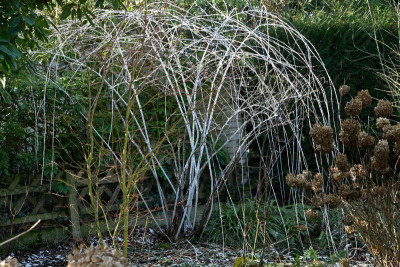 Rubus-Golden-Vale-Feb1526_012_05.JPG