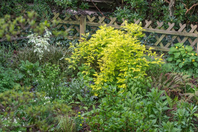Rubus-cock-Mai0320_003.jpg