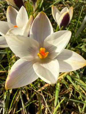 IMG_2413.jpeg