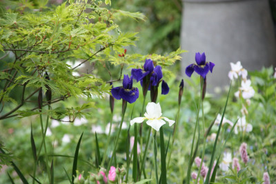 IMG_4972.jpeg