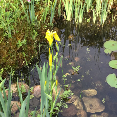 IMG_0787.jpeg