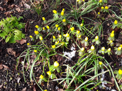 Eranthis hyemalis