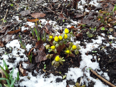 Eranthis hyemalis