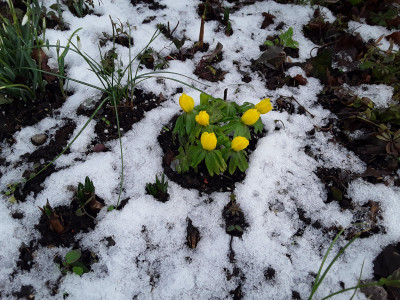 Eranthis hyemalis