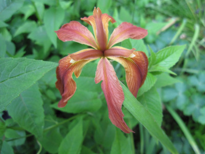 Iris fulva_4889.JPG