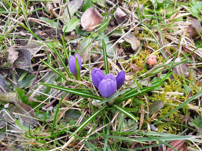 Crocus tommasianus
