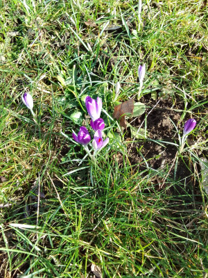 Crocus tommasianus