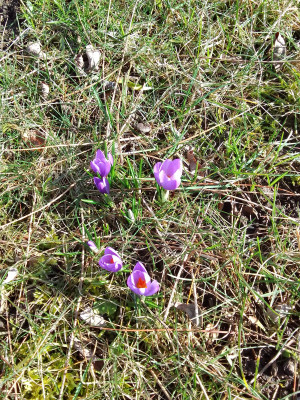 Elfenkrokusse