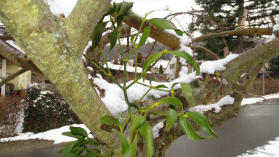 DSC00133.JPG