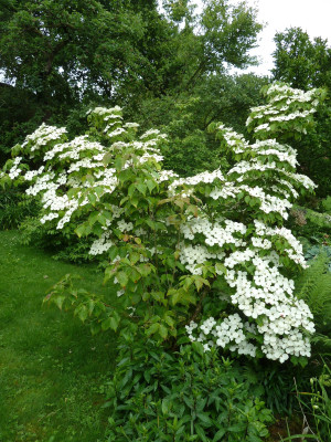 Cornus kousa var. chinensis_P1040280.JPG